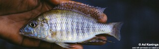 Aulonocara guentheri &#39;Thumbi East Island&#39;