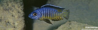 Aulonocara hueseri &#39;Likoma Island&#39;