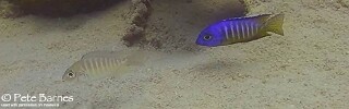 Aulonocara hueseri &#39;Mbamba Islands&#39;