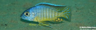 Aulonocara hueseri &#39;Yofu Bay&#39;
