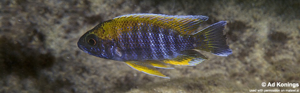 Aulonocara jacobfreibergi 'Chirwa Island'