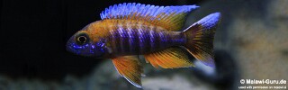 Aulonocara jacobfreibergi &#39;Cape Maclear&#39;