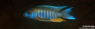 Aulonocara jacobfreibergi &#39;Domwe Island&#39;