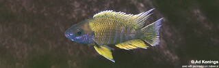 Aulonocara jacobfreibergi &#39;Mara Rocks&#39;