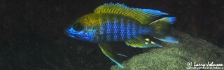 Aulonocara jacobfreibergi &#39;Mazinzi Reef&#39;