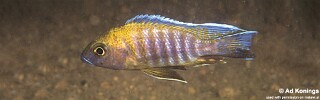 Aulonocara jacobfreibergi &#39;Mumbo Island&#39;