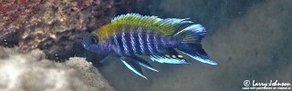 Aulonocara jacobfreibergi &#39;Thumbi East Island&#39;