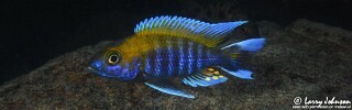 Aulonocara jacobfreibergi &#39;Tsano Rock&#39;