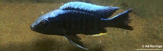 Aulonocara kandeense &#39;Kande Island&#39;