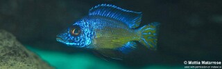 Aulonocara koningsi &#39;Ababi Island&#39;