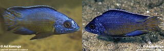 Aulonocara koningsi Aulonocara sp. &#39;stuartgranti mbenji&#39;