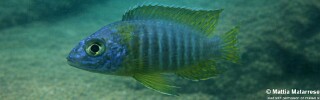 Aulonocara korneliae &#39;Chilungo Bay, Chizumulu Island&#39;