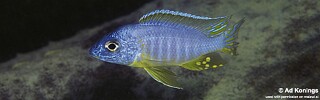 Aulonocara korneliae &#39;Chizumulu Island&#39;