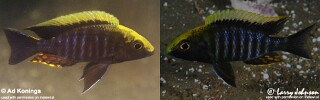Aulonocara maylandi Sulfurhead Aulonocara