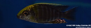 Aulonocara maylandi &#39;Liwewe Reef&#39;