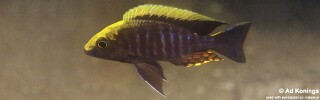 Aulonocara maylandi &#39;Luwala Reef&#39;