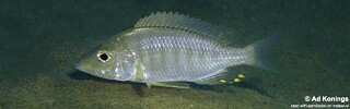 Aulonocara rostratum &#39;Msuli Point&#39;