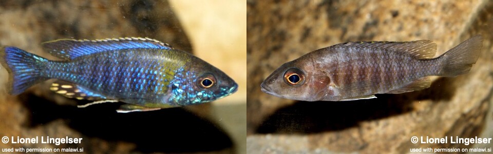 Aulonocara saulosi 'Hai (Chimate) Reef'