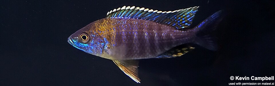 Aulonocara saulosi (unknown locality)