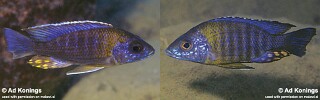 Aulonocara saulosi