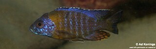 Aulonocara saulosi &#39;Border&#39;