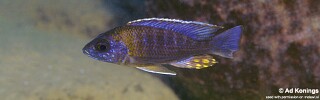 Aulonocara saulosi &#39;Likoma Island&#39;