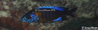 Aulonocara saulosi &#39;Masimbwe Island&#39;