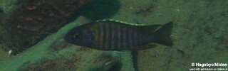 Aulonocara saulosi &#39;Masinje&#39;