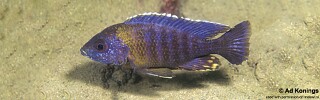 Aulonocara saulosi &#39;Narungu&#39;