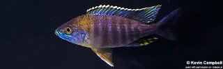 Aulonocara saulosi (unknown locality)