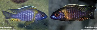 Aulonocara sp. &#39;chitande type masinje&#39;