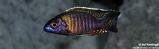 Aulonocara sp. &#39;chitande type masinje&#39; Gome