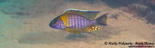 Aulonocara sp. &#39;chitande type masinje&#39; Liwani