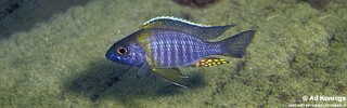 Aulonocara sp. &#39;chitande type masinje&#39; Narungu