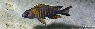 Aulonocara sp. &#39;chitande type masinje&#39; Ntekete
