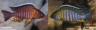 Aulonocara sp. &#39;chitande type mozambique&#39;