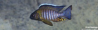 Aulonocara sp. &#39;chitande type mozambique&#39; Londo Bay
