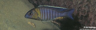 Aulonocara sp. &#39;chitande type nkhomo&#39;