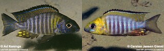 Aulonocara sp. &#39;chitande type north&#39;