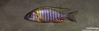 Aulonocara sp. &#39;chitande type north&#39; Hora Mhango