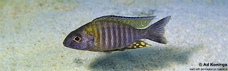 Aulonocara sp. &#39;chitande type north&#39; Mala (Mara) Point