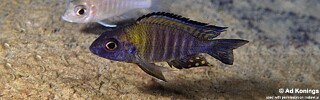 Aulonocara sp. &#39;chitande type north&#39; Masimbwe Island