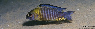 Aulonocara sp. &#39;chitande type north&#39; Ndomo Point