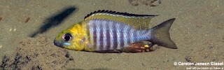 Aulonocara sp. &#39;chitande type north&#39; Nkhata Bay