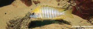Aulonocara sp. &#39;deep lutheri&#39;