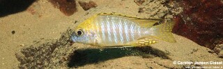 Aulonocara sp. &#39;deep lutheri&#39; Gome
