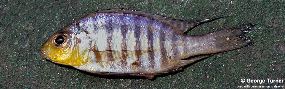 Aulonocara sp. 'deep yellow' Maleri Island