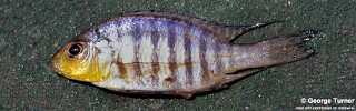 Aulonocara sp. &#39;deep yellow&#39;