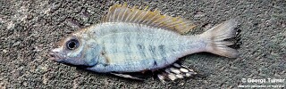 Aulonocara sp. &#39;green&#39;