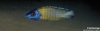 Aulonocara sp. &#39;jalo&#39;